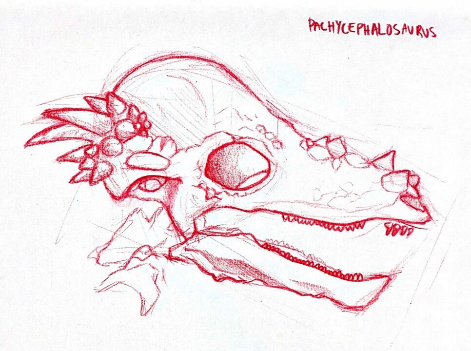 Pachycephalosaurus sketch