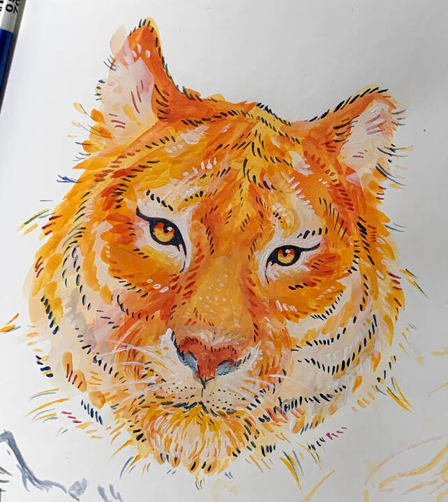 Tiger Study - Gouache