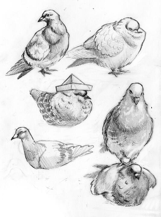 Pigeon Sketches