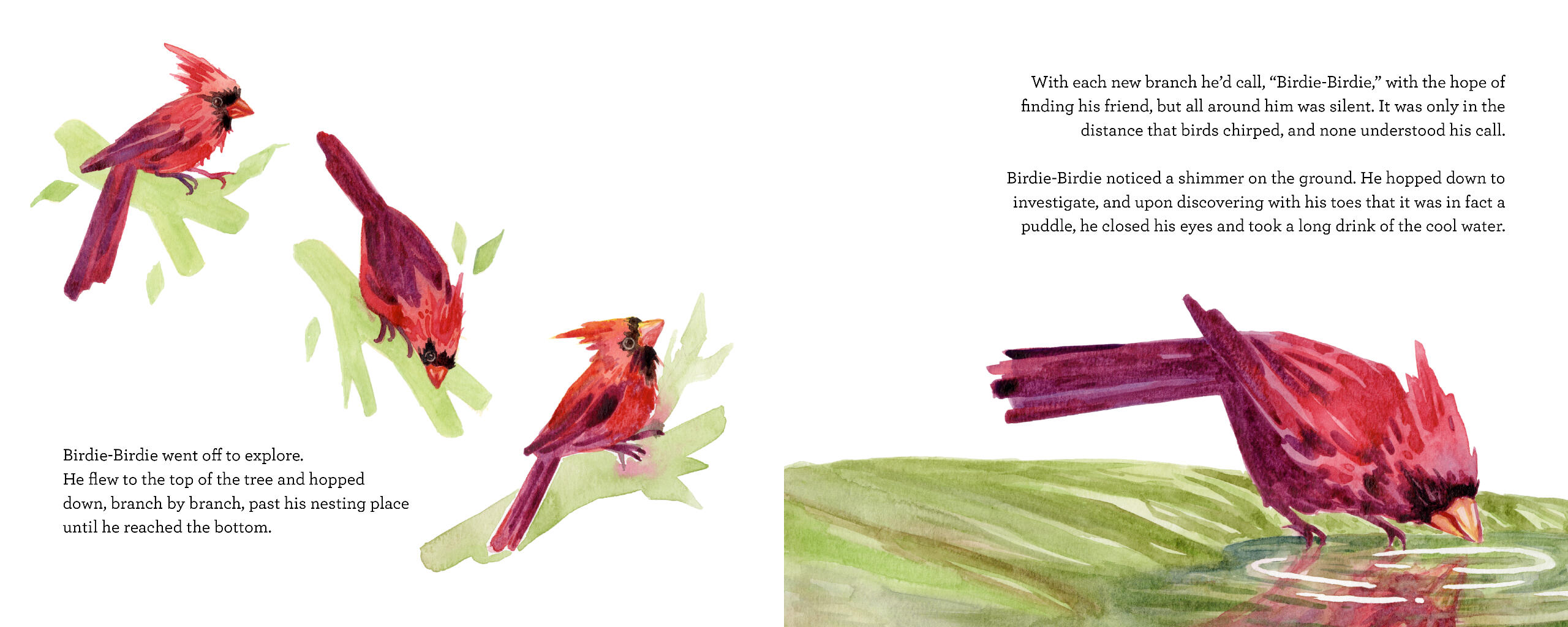 The first of three spreads illustrated in vibrant watercolours. On the left are three spot illustrations of a cardinal exploring different branches of a tree. On the right is a half-page illustration of a cardinal drinking from a puddle.