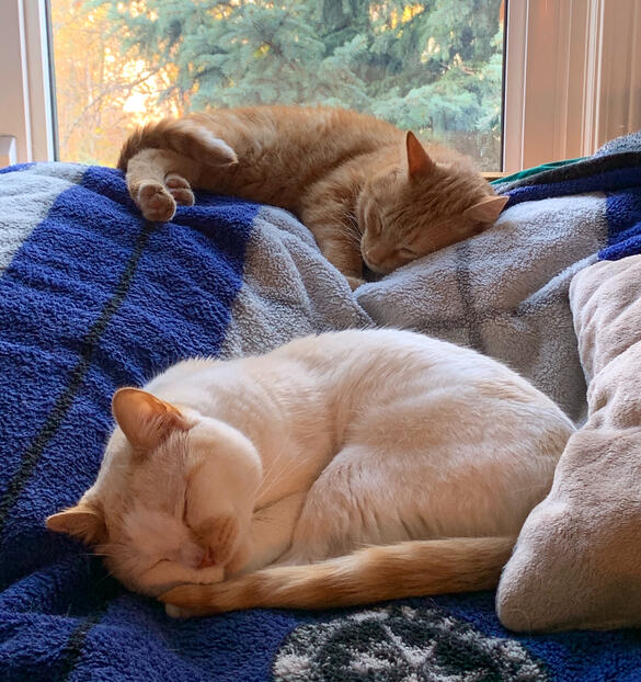Two cats curled up and peacefully sleeping on a blue blanket. One is orange with darker stripes, the other is white with light orange stripes.